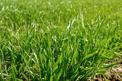 spring green field