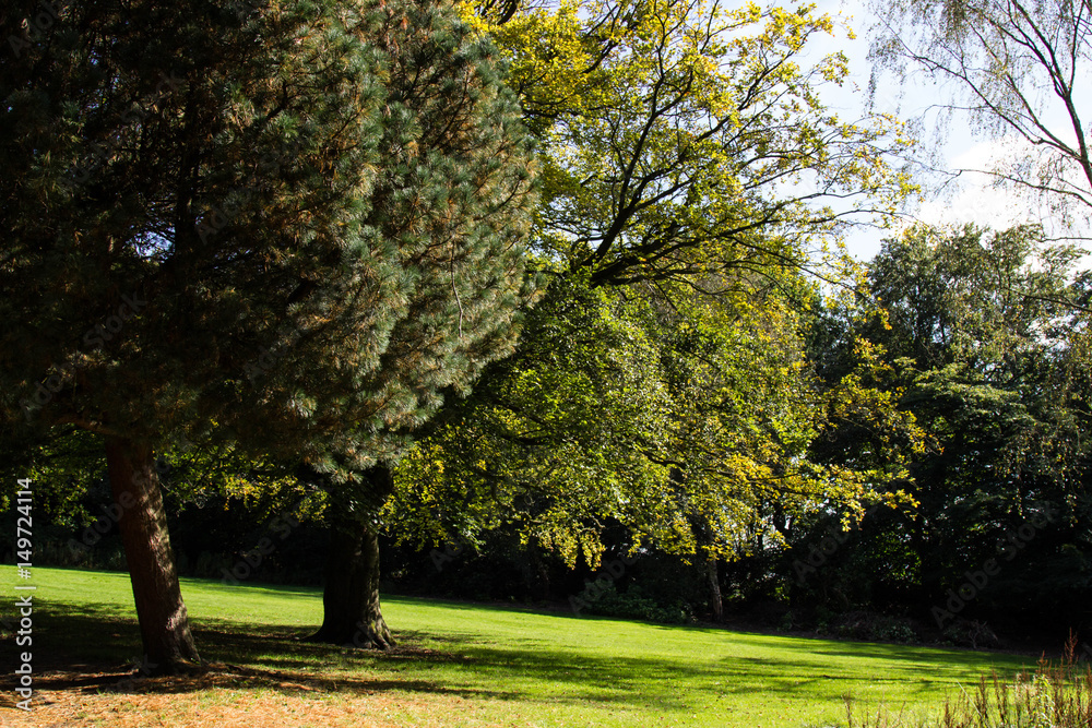Naklejka premium Tree in Autumn