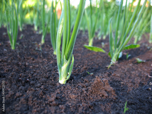 sprout of spring onions