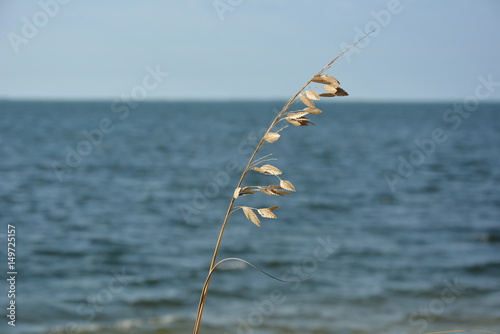 Sea Oats