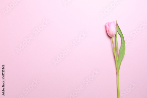 Pink tulips on the pink background. Flat lay  top view.  Valentines background.