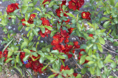 
Flowering quince of red color
