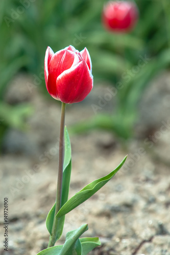 Blooming tulips during spring