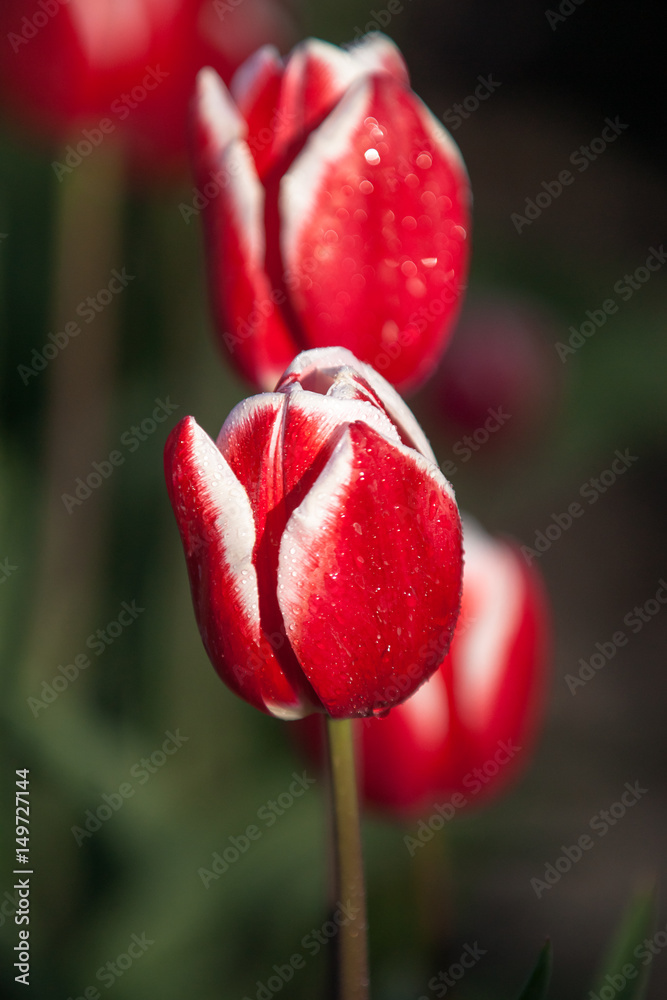 Fototapeta premium Blooming tulips during spring