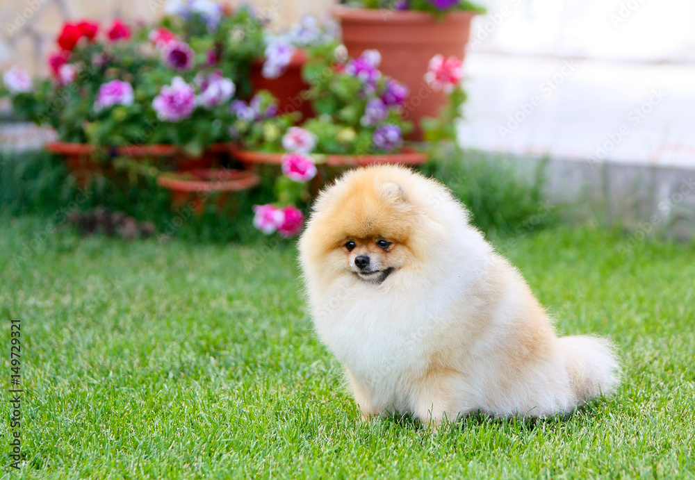 A beautiful German Pomeranian dog sits on a green lawn. Portrait of a cute fluffy red dog on the grass. The puppy is walking on the lawn.