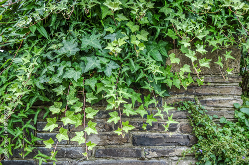 Ivy on wall