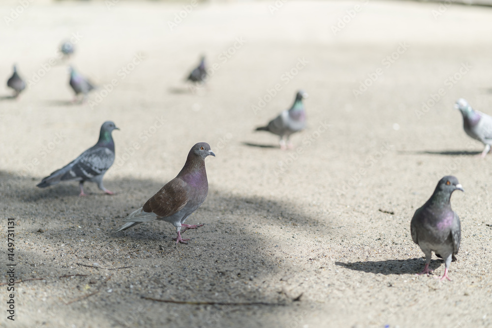 Obraz premium 公園のハト