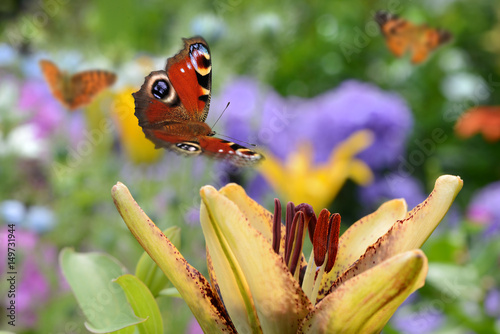 Schmetterling 309 photo