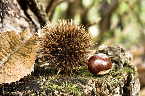 Chestnuts and husks dropped down on a wet log. Picture taken in a wood, during the autumn, in the North of Italy.