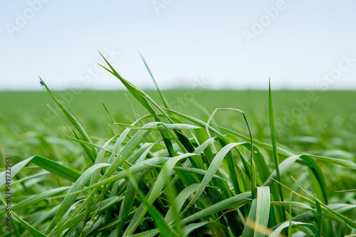 Green grass  a distant prospect  clean air and a beautiful blue sky