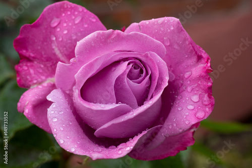 Pink rose after the rain