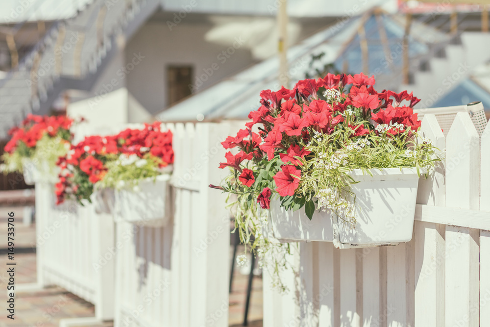 Street cafe flowers and herbs decor concept.