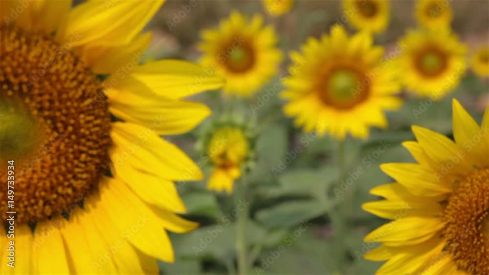 field sunflower blooming : Shift focus shot.