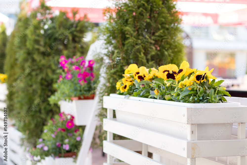 Street cafe flowers and herbs decor concept.