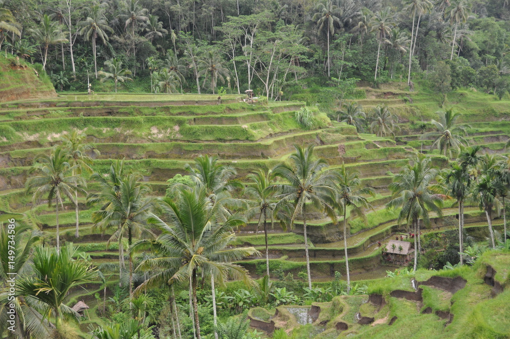 Bali Rice field Tegallalang 