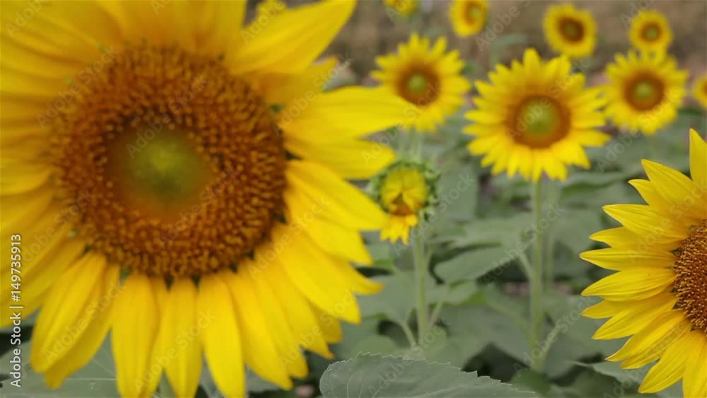 field sunflower blooming : Shift focus shot. field sunflower blooming : Shift focus shot.