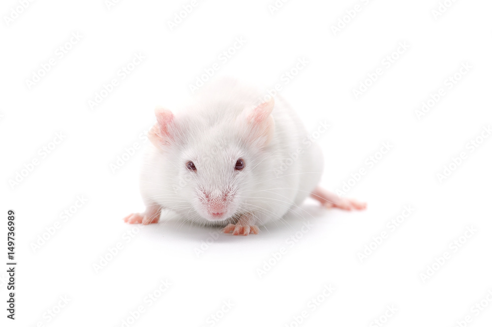 laboratory white mouse isolated on white background laboratory white mouse isolated on white background