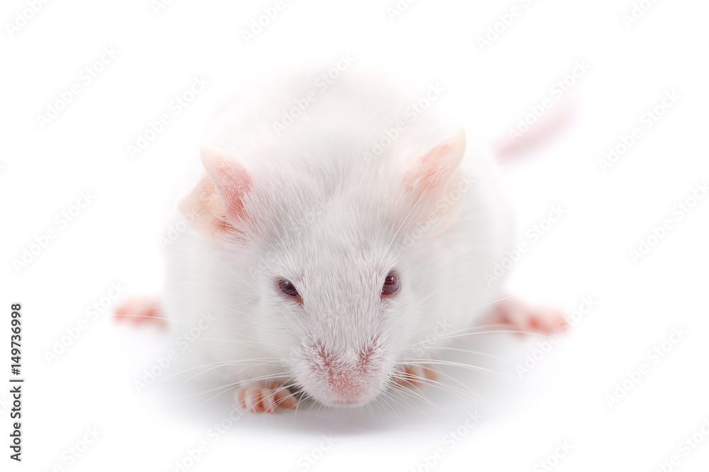 laboratory white mouse isolated on white background