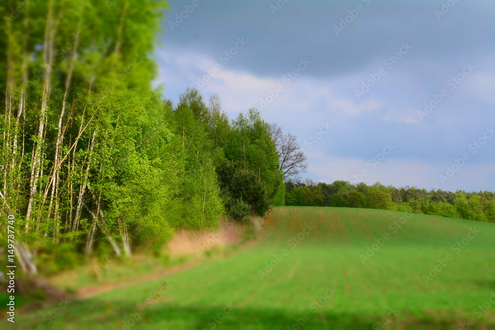 Fototapeta premium widok na pole i las