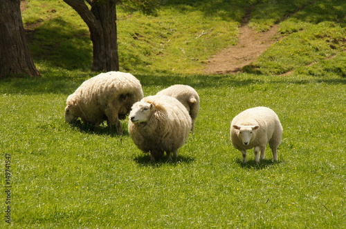 Schafe fressen auf grüner Wiese