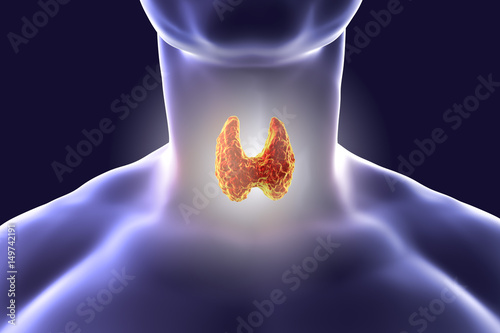 Thyroid gland inside human body. 3D illustration photo