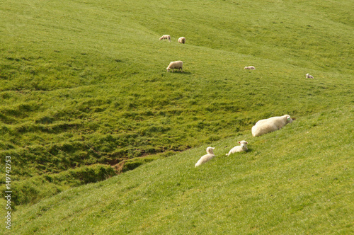 Schafe liegen auf Grashügel