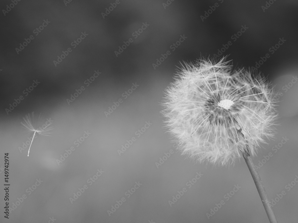 Old dandelion with flying seeds, retro black and white photo.