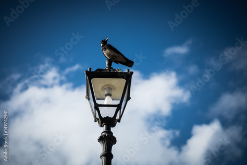 Raven on a Lamp post