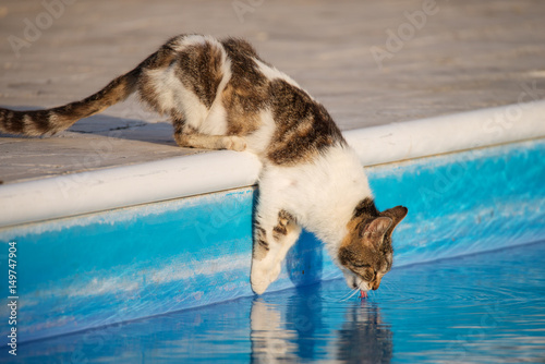 Photography cat drinking from swimming pool