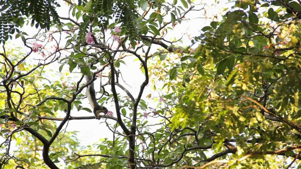 Squirrel eating pink flowers on the tree.It's a wrap its head surprisingly. Squirrel eating pink flowers on the tree.It's a wrap its head surprisingly.