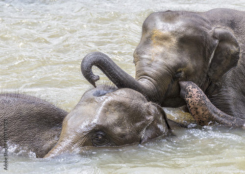 Canvas Print elephants in the river Maha Oya at pinnawala