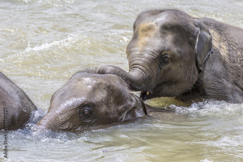 Photography elephants in the river Maha Oya at pinnawala