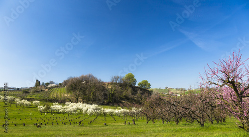 Peach and cherry trees loaded with flowers in a garden