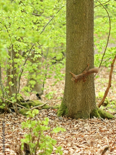 Eichhörnchen (Sciurus vulgaris) an Baumstamm 