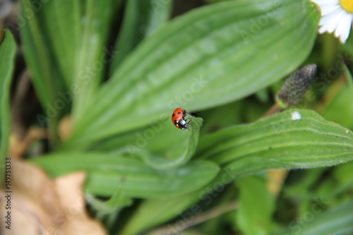 Lady bug on the leaf