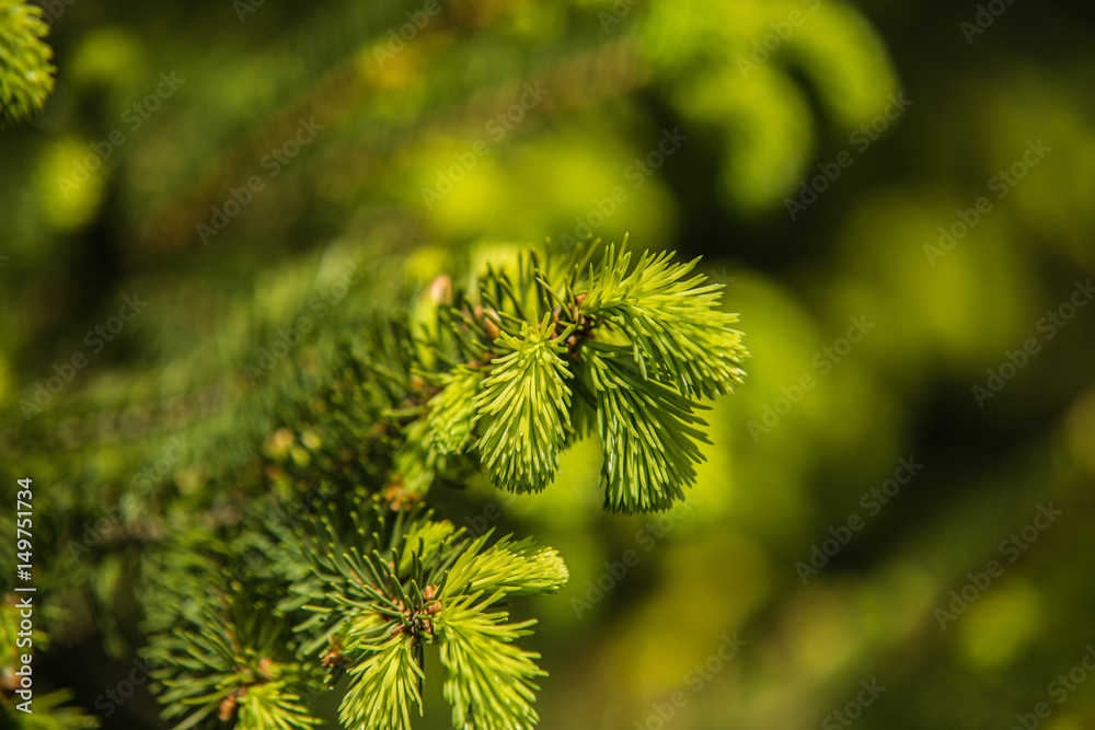 Branches of pine tree needles with soft green . Branches of pine tree needles with soft green .
