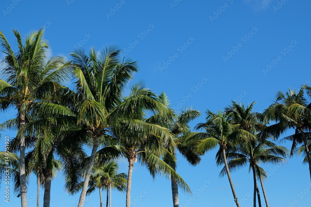 Palm trees in front of blue sky