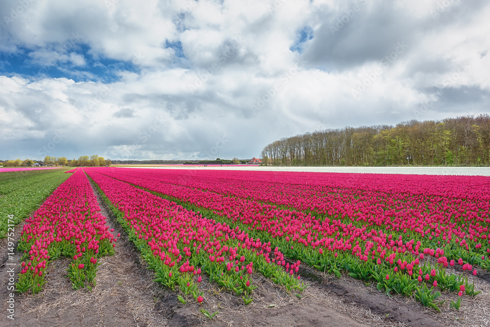 The beautiful and colorful Dutch tulips fields