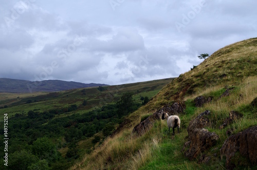 Schaf auf Wanderweg in Schottland