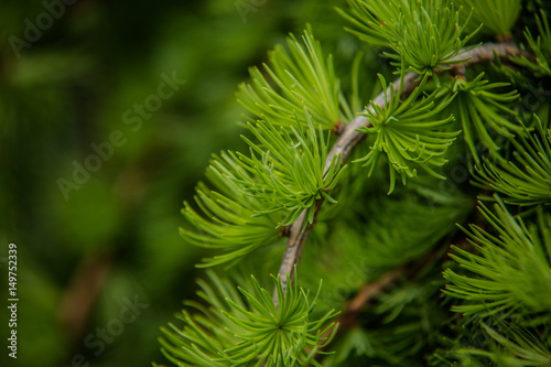 Branches of pine tree needles with soft green .