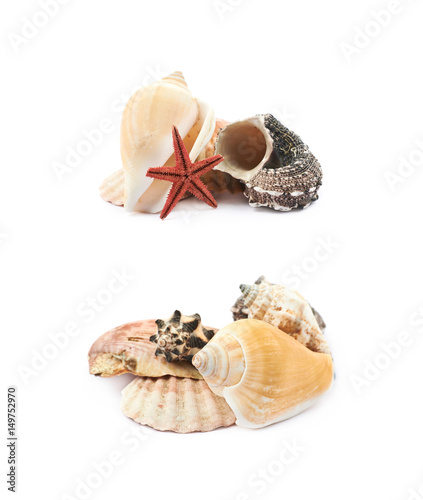 Pile of sea shells isolated