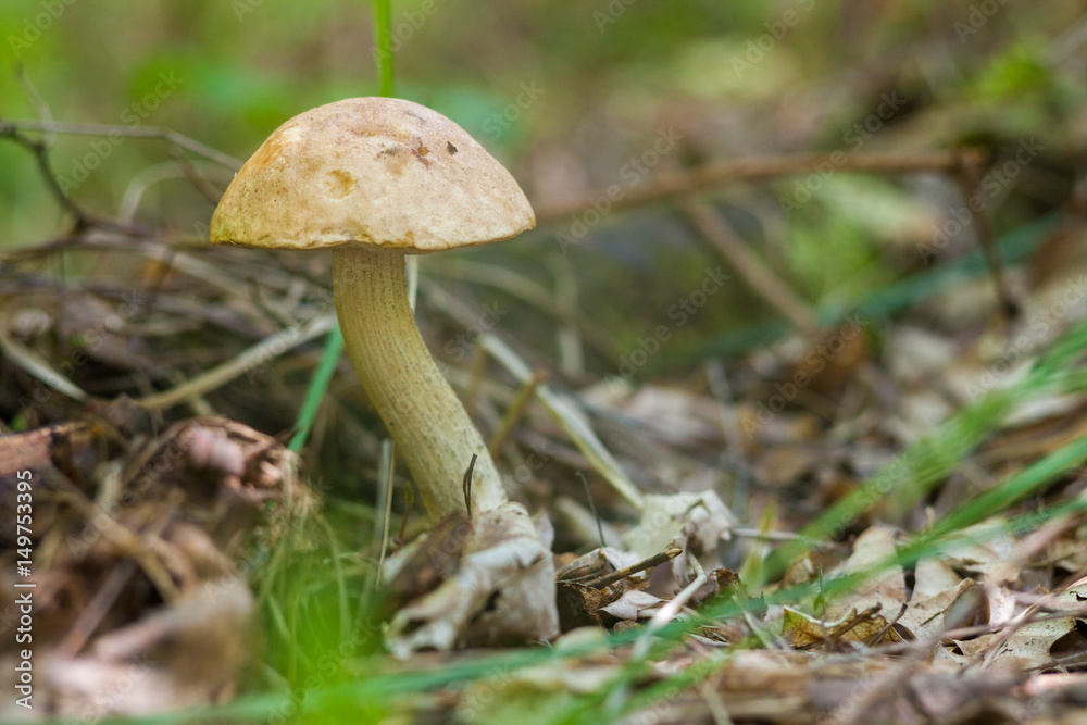 Fototapeta premium Orange cap bolete mushrooms growing in the green forest