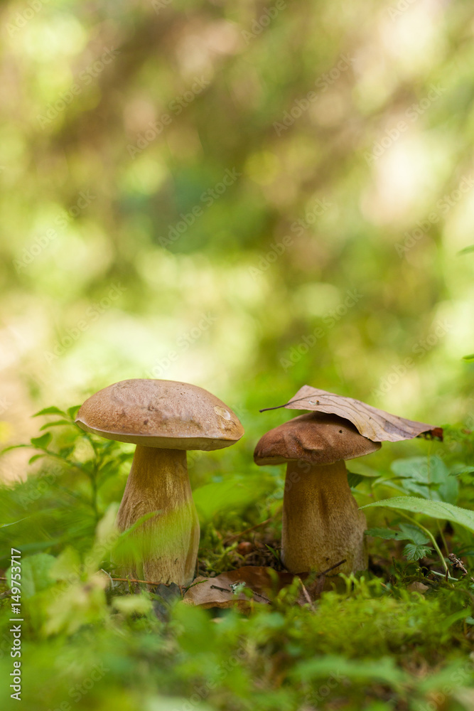 Two boletus mushrooms growing in the green forest Two boletus mushrooms growing in the green forest