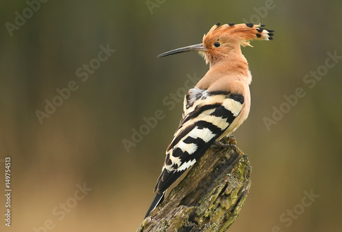 Hoopoe photo