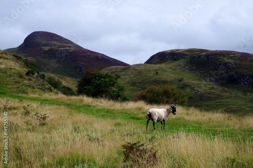 Schaf auf Wanderweg in Schottland