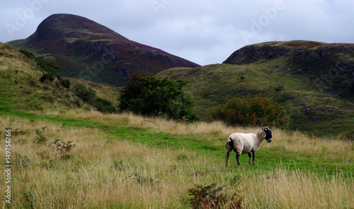 Schaf auf Wanderweg in Schottland