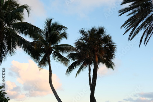 Palm trees in evening light