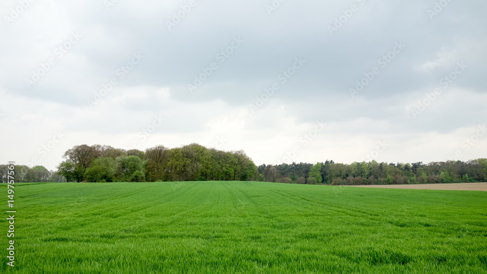Fototapeta premium Rural area 