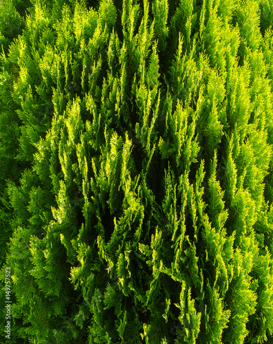 Textured crown of the plant thuja