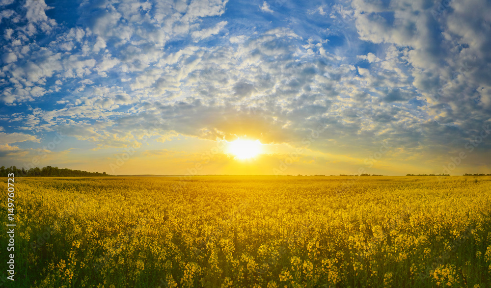 Morning field